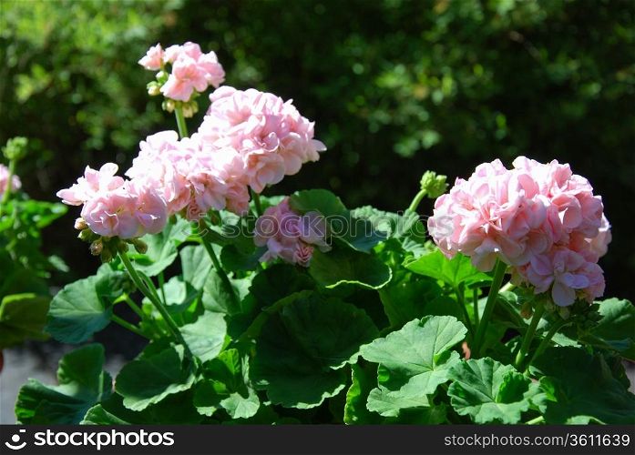 Pink sunlit geranium flowers with green leaves in a garden