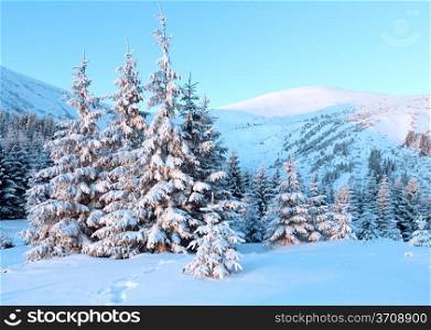 Pink sunrise and winter mountain landscape with snow covered fir trees on slope