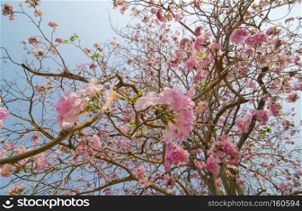 Pink Tabebuia flower blossom, Thailand