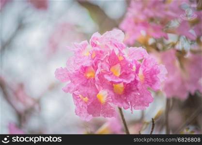 Pink Tabebuia rosea flower blooming in spring.