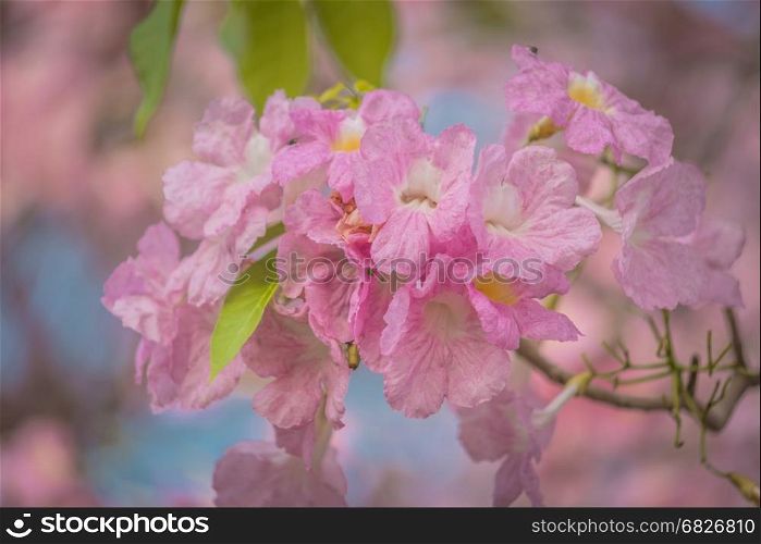 Pink Tabebuia rosea flower blooming in spring.