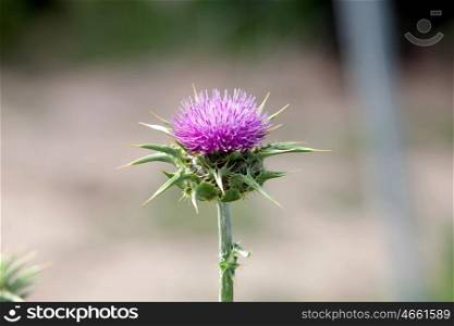 Pink thistle in their habitat with blurred background