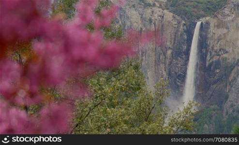 Pink tree in foreground of Yosemite falls