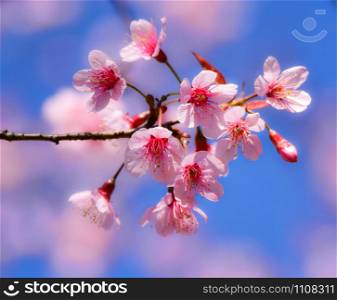 pink tree of Wild Himalayan Cherry blossom or thai sakura flower tree at Phu Lom Lo Loei and Phitsanulok of Thailand