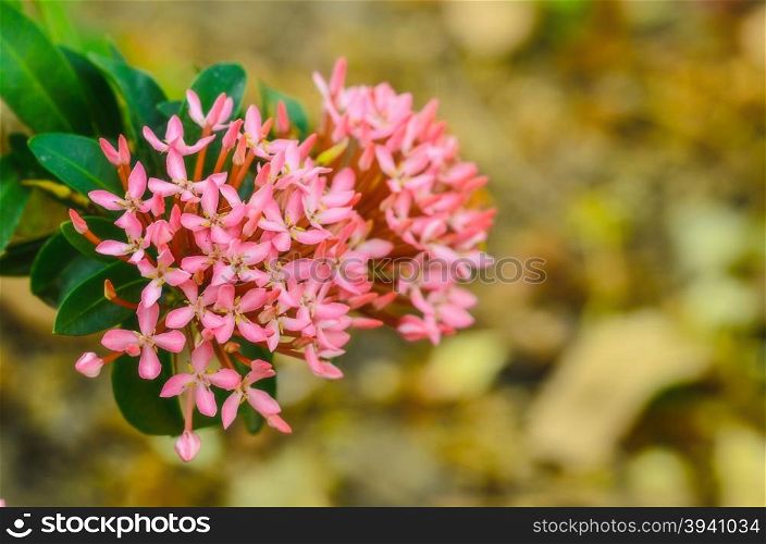 Pink tropical flowers