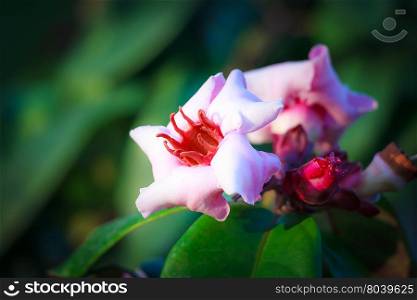 Pink tropical flowers (Strophanthus gratus - Wallich &amp; Hook. ex Benth. )