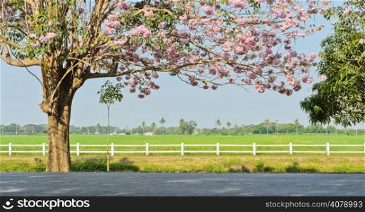 Pink trumpet blossom infront of green field