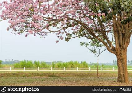 Pink trumpet flower tree in full bloom in green field