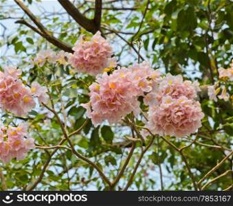 Pink trumpet or pink Tabebuia blossom