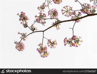 Pink trumpet or Tatebuia flower isolated in white background