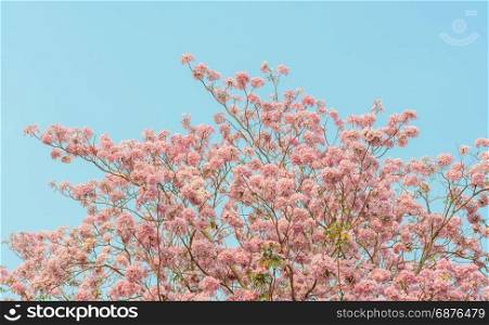 Pink trumpet tree or pink Tabebuia flower in blue sky