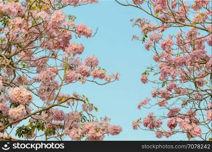 Pink trumpet tree or pink Tabebuia flower in blue sky