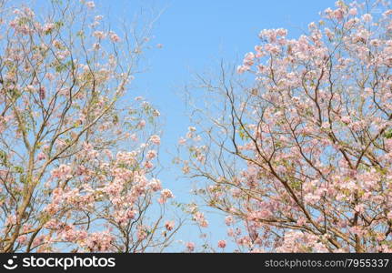 Pink trumpet tree or pink Tabebuia flower in blue sky with copy space
