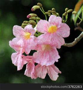 pink trumpet tree, pind tecoma or tabebuia flower