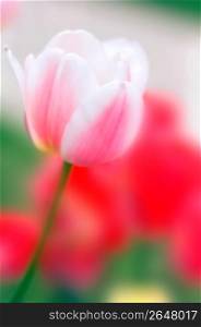 Pink tulip, close-up
