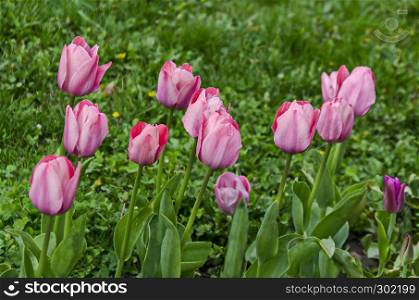 Pink tulip close up in the Popular Zaimov park, district Oborishte, Sofia, Bulgaria