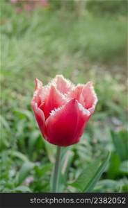 Pink tulip flower Bell song with white fringes to the petals. Pink tulip Bell song with white fringed edges. Bell song tulip.