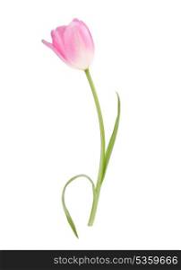 Pink tulip flower isolated on white background cutout