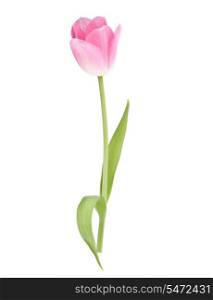 Pink tulip flower isolated on white background cutout