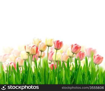 Pink Tulip Flowers And Green Grass