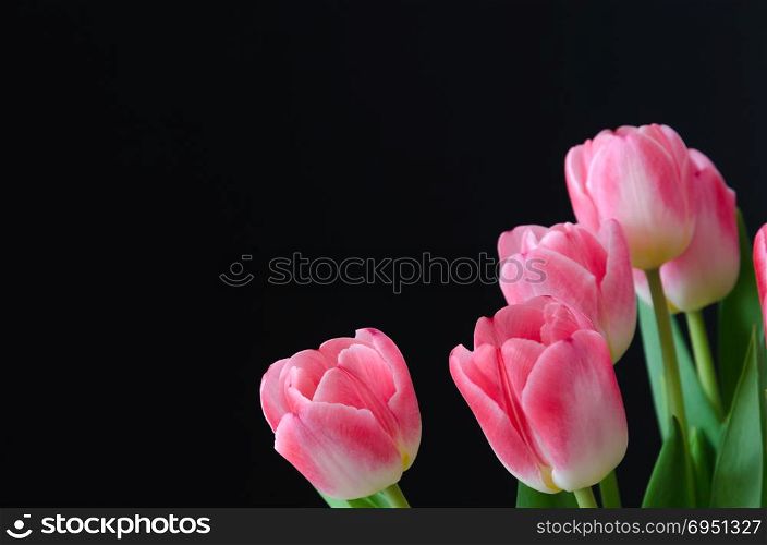 Pink tulip flowers closeup with a black background