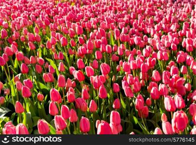 pink tulip flowers in the garden