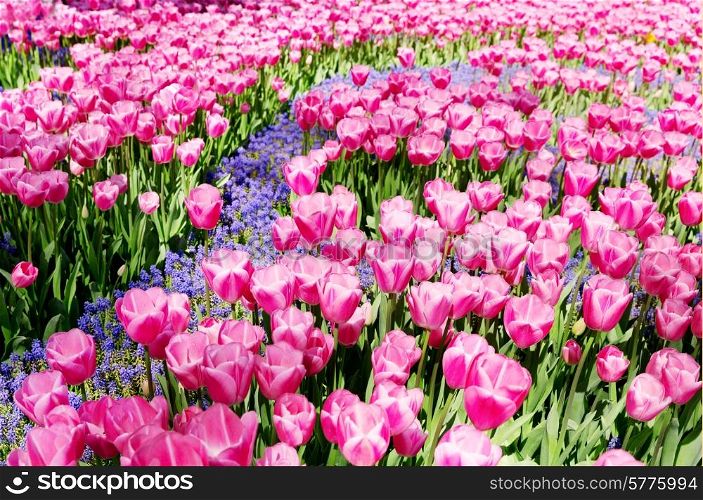 pink tulip flowers in the park