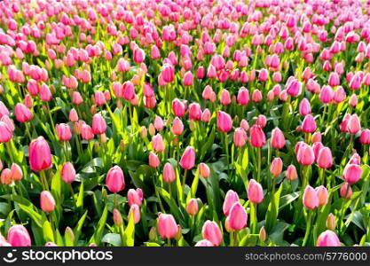 pink tulip flowers in the park