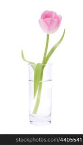 Pink tulip in vase isolated on white background