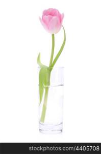 Pink tulip in vase isolated on white background