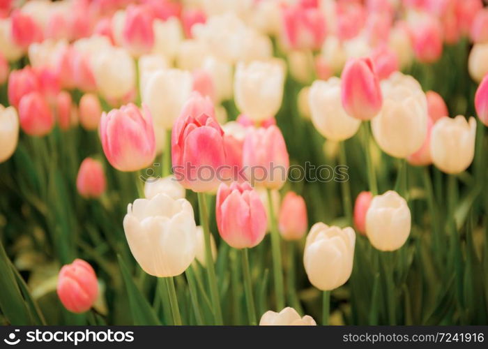 Pink tulip in winter with the colorful background.