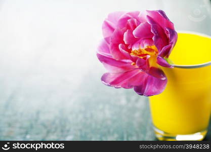 Pink tulip in yellow vase with space for text