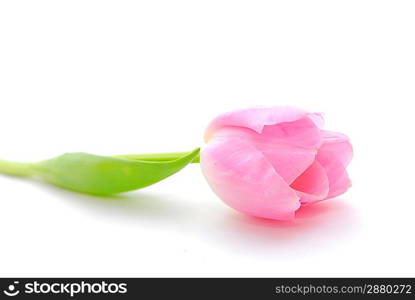 pink tulip isolated on white background