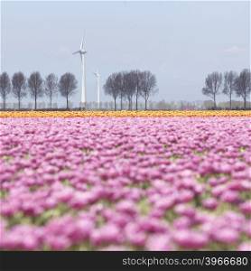 pink tulip landscape with trees and wind turbine in the dutch province flevoland in the netherlands