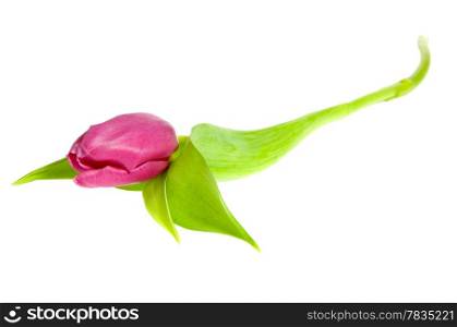 Pink tulip on clean white background