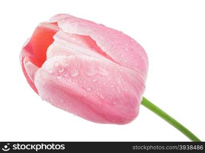 Pink tulip on white background