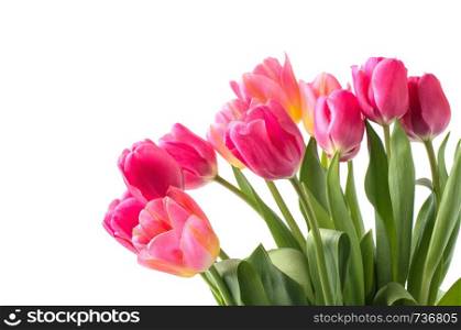 Pink tulip on white background.