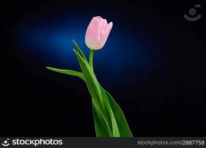 Pink tulip over dark background