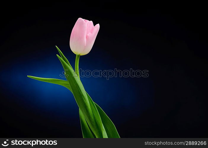 Pink tulip over dark background