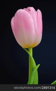 Pink tulip over dark background