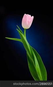 Pink tulip over dark background