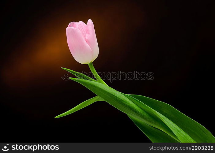 Pink tulip over dark background