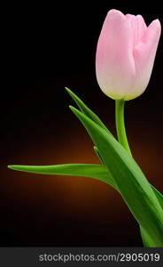 Pink tulip over dark background