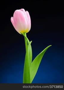 Pink tulip over dark background