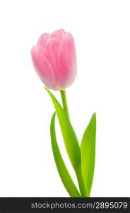 Pink tulip over white