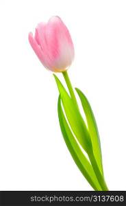 Pink tulip over white