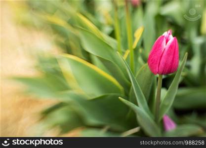 pink tulip, petals with white tips, background soft, abstract