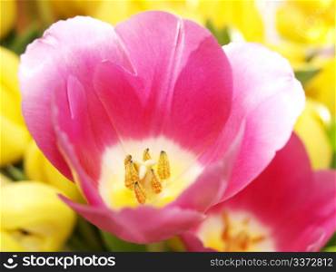 Pink tulip. Pink tulips with white tips on the tip of the pink petals