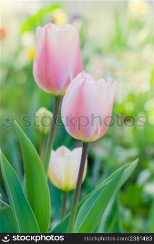 Pink tulip with a white strip on the edge. Pink and white tulip