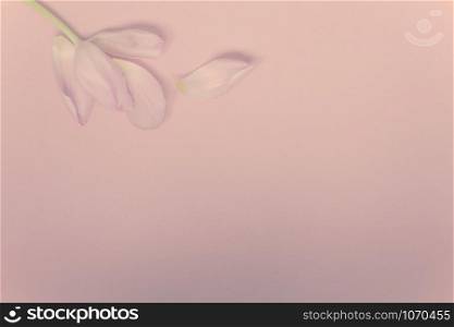 Pink tulip with petals on a pink background. Flat lay top view. Valentines romantic love easter spring concept